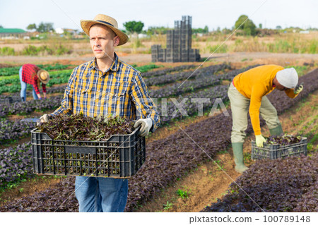 Gardener holding crate with harvest of red mizuna Gardener holding crate with harvest of red mizuna 100789148