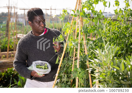gardener picking green peas 100789230
