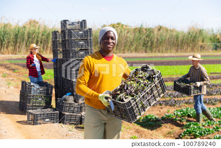 Portrait of positive farmer man holding crate full of red spinach in farm field 100789240