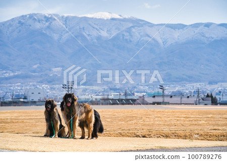 Leonberger standing against the background of mountains 100789276