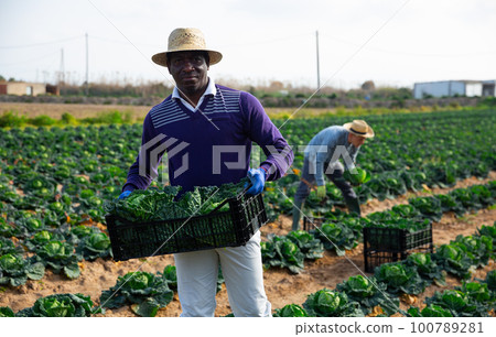 African american farmer stacking boxes with savoy cabbage on filed African american farmer stacking boxes with savoy cabbage on filed 100789281