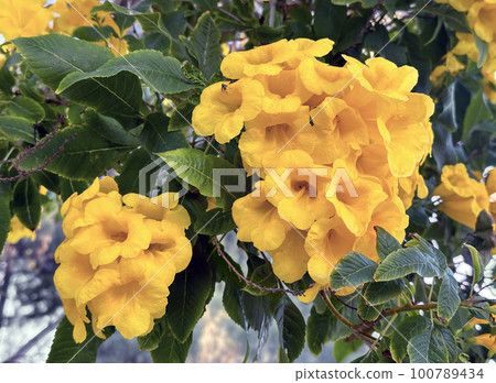 Flowering tree Tecoma (lat. - Tecoma) Flowering tree Tecoma (lat. - Tecoma) 100789434