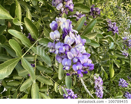 Flowering Sophora (lat.- Sophora) tree or bush subtropical plant Flowering Sophora (lat.- Sophora) tree or bush subtropical plant 100789435