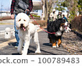 Goldendoodle and Bernese mountain dog for a walk 100789483
