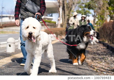 Goldendoodle 和伯恩山犬散步 Goldendoodle 和伯恩山犬散步 100789483