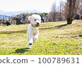 Goldendoodle running in dog park 100789631