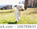 Goldendoodle running in dog park 100789635