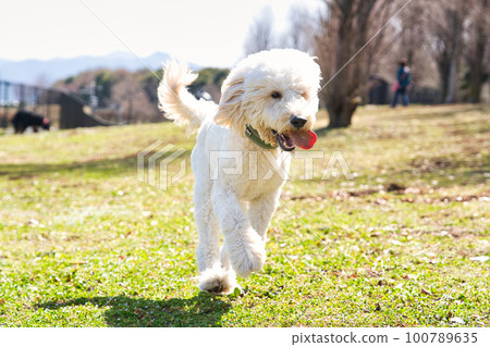 Goldendoodle 在狗公園裡奔跑 Goldendoodle 在狗公園裡奔跑 100789635