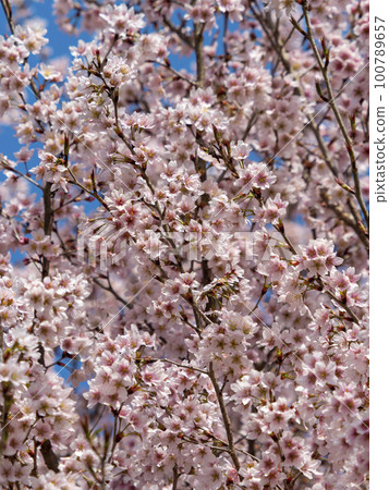 Cherry blossoms in full bloom in Asuka Village Cherry blossoms in full bloom in Asuka Village 100789657