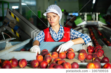 Woman worker sorting and preparing nectarines for packaging Woman worker sorting and preparing nectarines for packaging 100789916