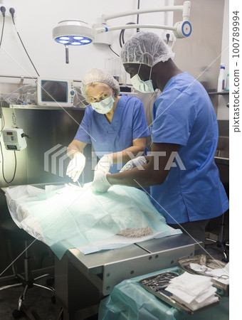 Veterinarians doing operation for dog in a veterinary clinic 100789994