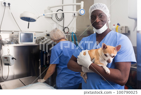 Man veterinarian holding a small dog in a veterinary clinic 100790025