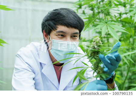 cannabis farm, researchers use digital microscope to see cannabis yield. cannabis farm, researchers use digital microscope to see cannabis yield. 100790135
