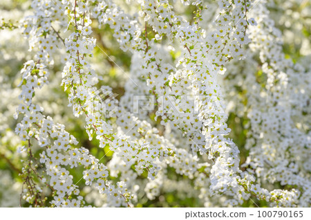 Yukiyanagi in full bloom Yukiyanagi in full bloom 100790165