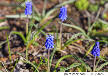 Muscari blooms like a bell Muscari blooms like a bell 100790263