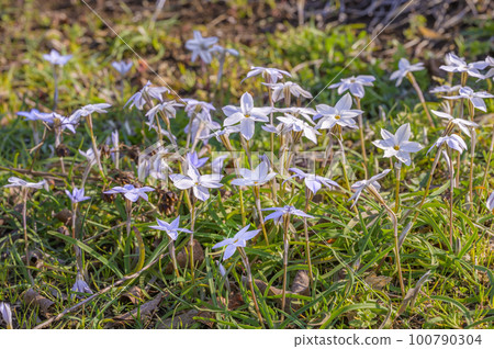 Hananira (Hana) Hananira (Hana) 100790304