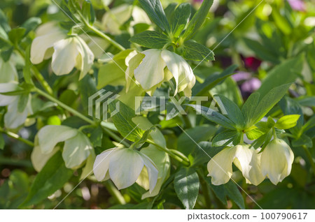 Helleborus（聖誕玫瑰），花期長 100790617