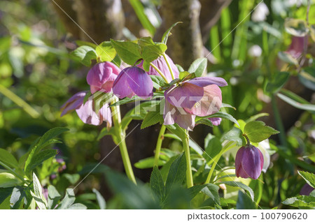 Helleborus (Christmas rose) with long lasting bloom Helleborus (Christmas rose) with long lasting bloom 100790620