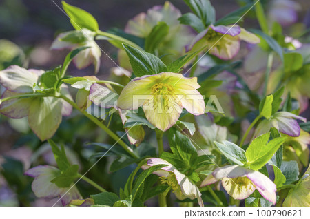 Helleborus (Christmas rose) with long lasting bloom Helleborus (Christmas rose) with long lasting bloom 100790621