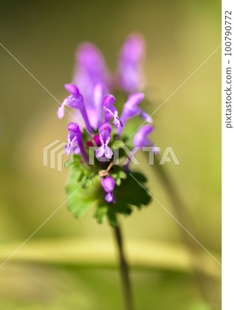 Hotokenoza (Buddha seat: different from the seven herbs of spring) Hotokenoza (Buddha seat: different from the seven herbs of spring) 100790772