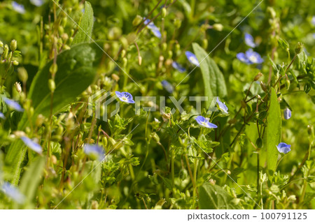 波斯Speedwell 100791125