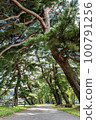Pine trees in Nanko Park 100791256