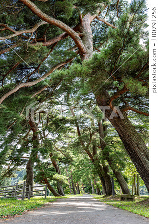 Pine trees in Nanko Park Pine trees in Nanko Park 100791256