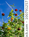 Summer dahlias and contrails 100791257