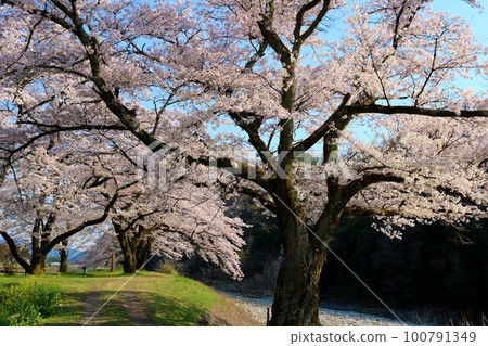 A gentle spring day with cherry blossoms blowing in the gentle breeze Cherry blossoms in full bloom along the river Sae A gentle spring day with cherry blossoms blowing in the gentle breeze Cherry blossoms in full bloom along the river Sae 100791349