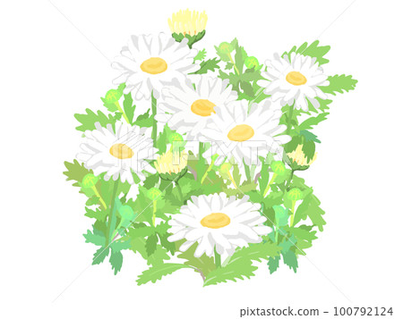 白色瑪格麗特花的矢量圖解 白色瑪格麗特花的矢量圖解 100792124