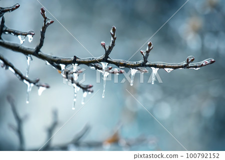 Icicles on icy tree branches. temperature swing season and winter weather in autumn Icicles on icy tree branches. temperature swing season and winter weather in autumn 100792152