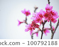 粉紅山櫻花 100792188