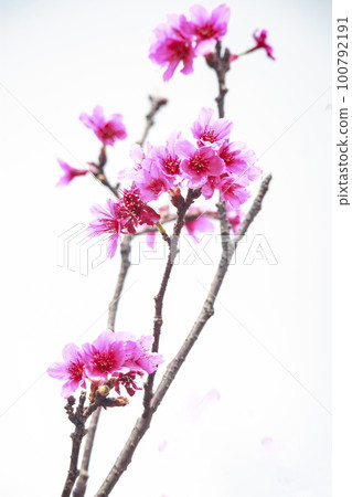 粉紅山櫻花 100792191