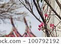粉紅山櫻花 100792192