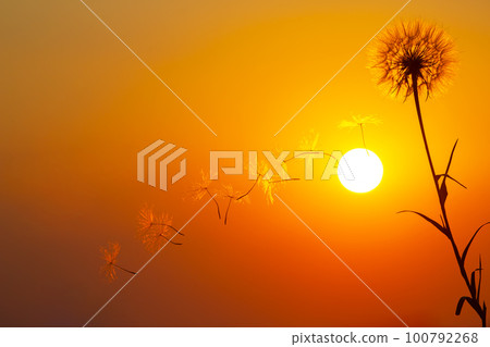 Silhouettes of flying dandelion seeds on the background of the sunset sky. Silhouettes of flying dandelion seeds on the background of the sunset sky. 100792268