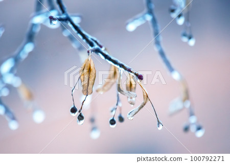 Icicles on icy tree branches. temperature swing season and winter weather in autumn Icicles on icy tree branches. temperature swing season and winter weather in autumn 100792271