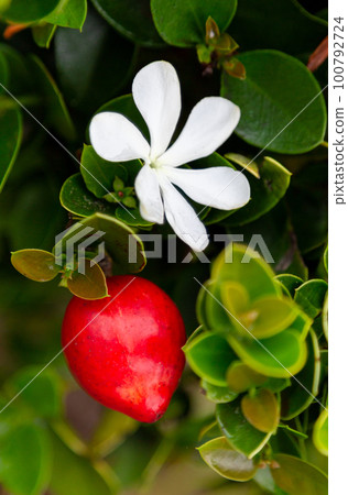 Carissa carandas flower and fruit 100792724