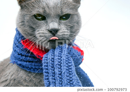 Gray cat in a colorful knitted warm scarf on a white background. Warmth and comfort of pets 100792973