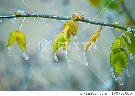 Icicles on icy tree branches. temperature swing season and winter weather in autumn 100793069