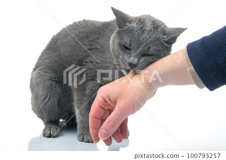 gray cat bites a man hand on a white background. cat predators gray cat bites a man hand on a white background. cat predators 100793257