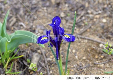 Iris Reticulata (Mini Iris) 100793808