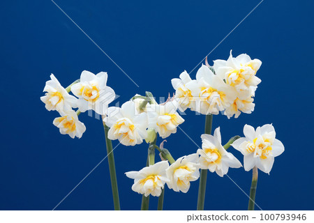 Daffodil shining in the blue sky 100793946