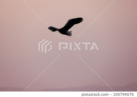 一隻在流冰上起舞的巨鷹北海道鄂霍次克海 100794076