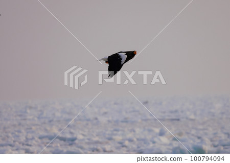 A giant eagle dancing on drift ice Hokkaido Sea of Okhotsk 100794094