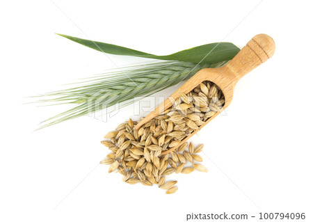 Barley grain spilling from wooden scoop Barley grain spilling from wooden scoop 100794096