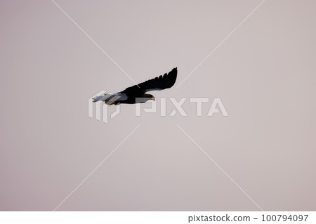 A giant eagle dancing on drift ice Hokkaido Sea of Okhotsk A giant eagle dancing on drift ice Hokkaido Sea of Okhotsk 100794097