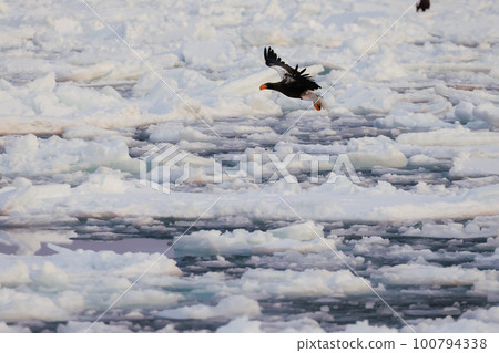 巨鷹在浮冰上起舞 100794338