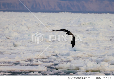 A giant eagle dancing on drift ice A giant eagle dancing on drift ice 100794347