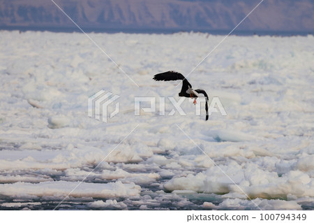 巨鷹在浮冰上起舞 巨鷹在浮冰上起舞 100794349