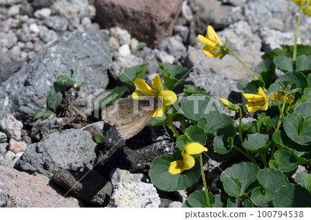 大雪高根飛影從高根紫羅蘭中吸食花蜜（北海道/大雪山） 100794538